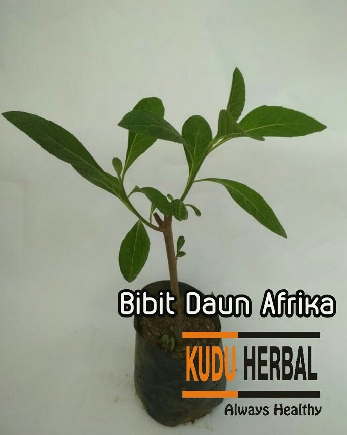 kuduherbal's tweet photo. Jual bibit tanaman obat daun Afrika
Yang minat, geser via wa ya: 085727812151

#kuduherbal,  #tanamanherbalsemarang, #jualtanamanobat, #tanamandaunafrika, #jualdaunafrikasemarang, #daunafrikasemarang, #daunafrika, #jualdaunafrika, #jualbibitdaunafrika,

https://t.co/kntiujR4ml https://t.co/KNbnpk3rHS