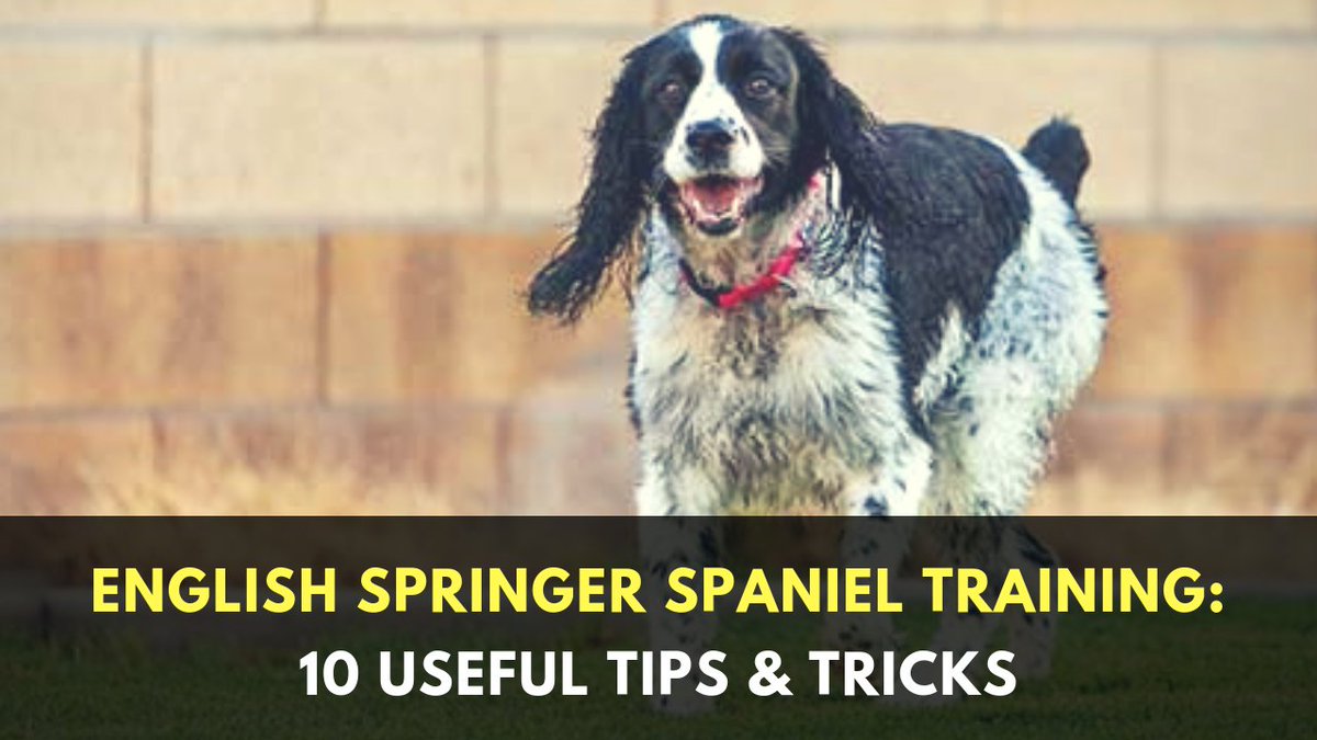 english springer spaniel training