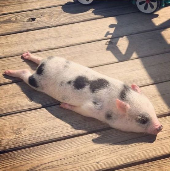 日向ぼっこを楽しむ豚 