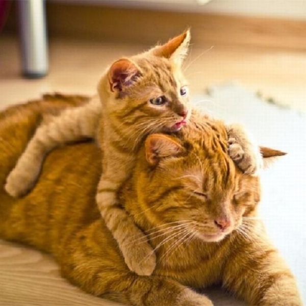 thunderpeep's tweet photo. Just Pinned to Cute Animal photos: Kleine kusjes https://t.co/DgYb4tuXxp https://t.co/2Gy5TAlIo7