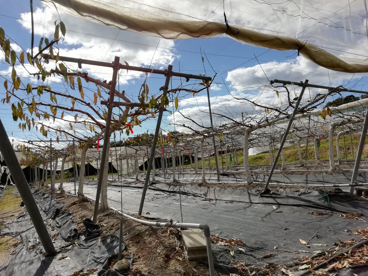 もりちひろ みかん農家でデザイナー على تويتر Q 福島でも岡山でもなくなぜ広島で桃のジョイント栽培を A 桃は梨と違って立ち木の開心 仕立てが主で 棚仕立てが必ずしも良いかはわからない また 広島は小面積 低木 効率化の果樹研究が盛んで その一環としてやっ