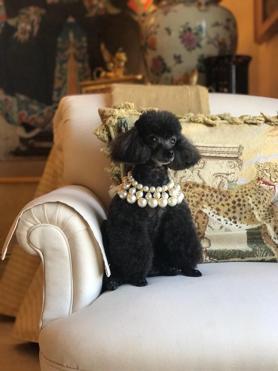 Moshiqaland's tweet photo. Get your companion a Moshiqa Dubai Necklace https://t.co/i6ysK7cfo2 https://t.co/9pIqGfj8aI