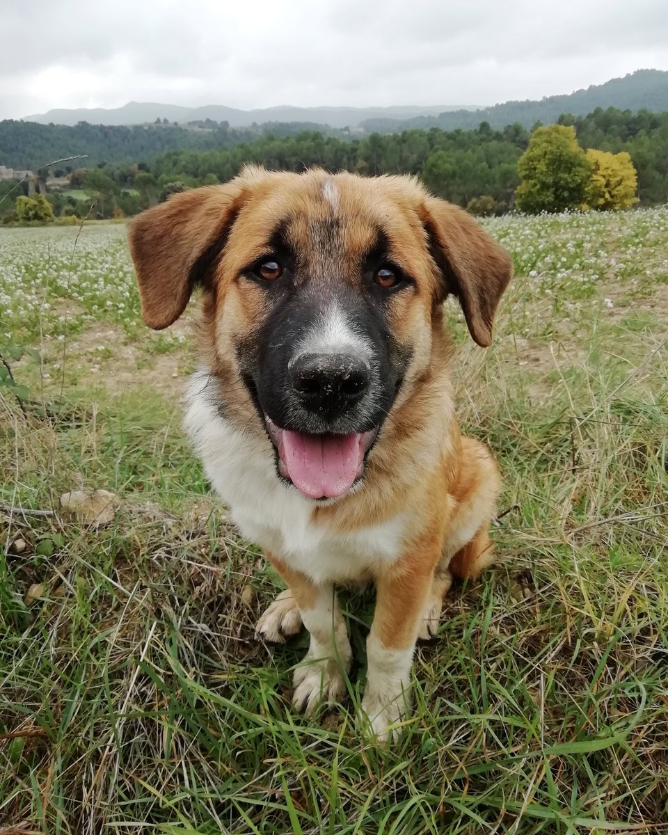 Nayades12's tweet photo. Soy muy tranquilote y mimoso pero también me gusta hacer el payasete de vez en cuando 🐶😜 #behappy #dog #lovedogs #puppy #gordon #esadorable #achuchable #supercariñoso 😍 https://t.co/bsGEG7KEjM