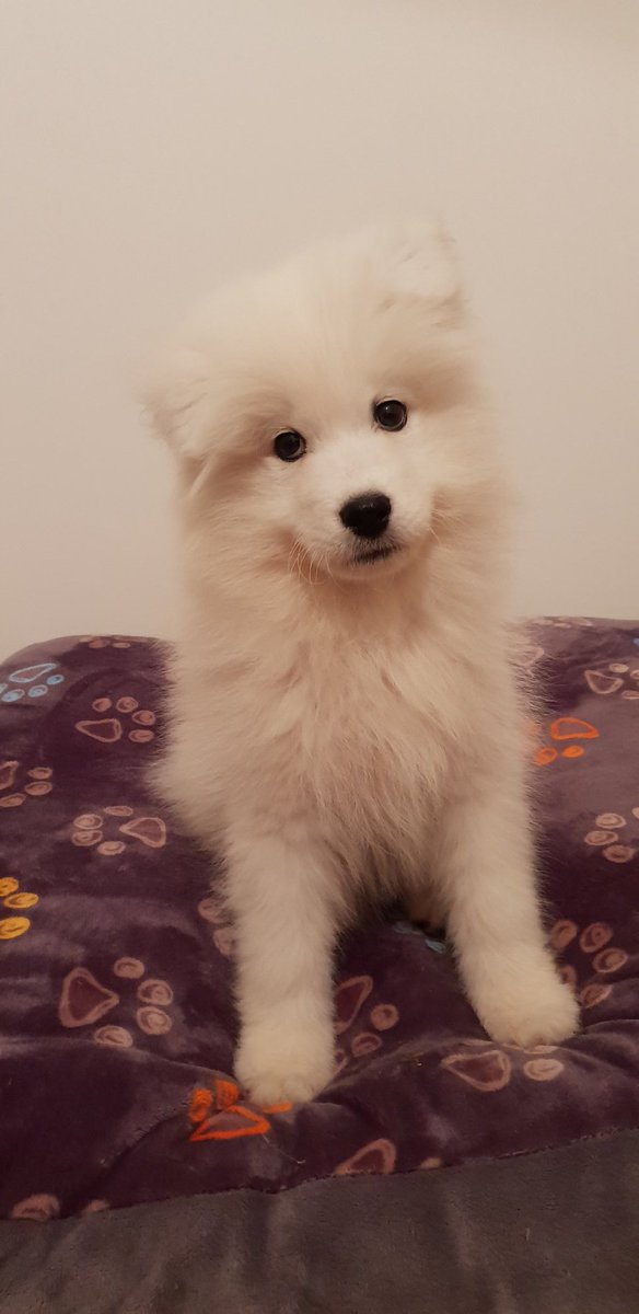 Agl Mon Bebe Samoyede Samoyed Samoyede