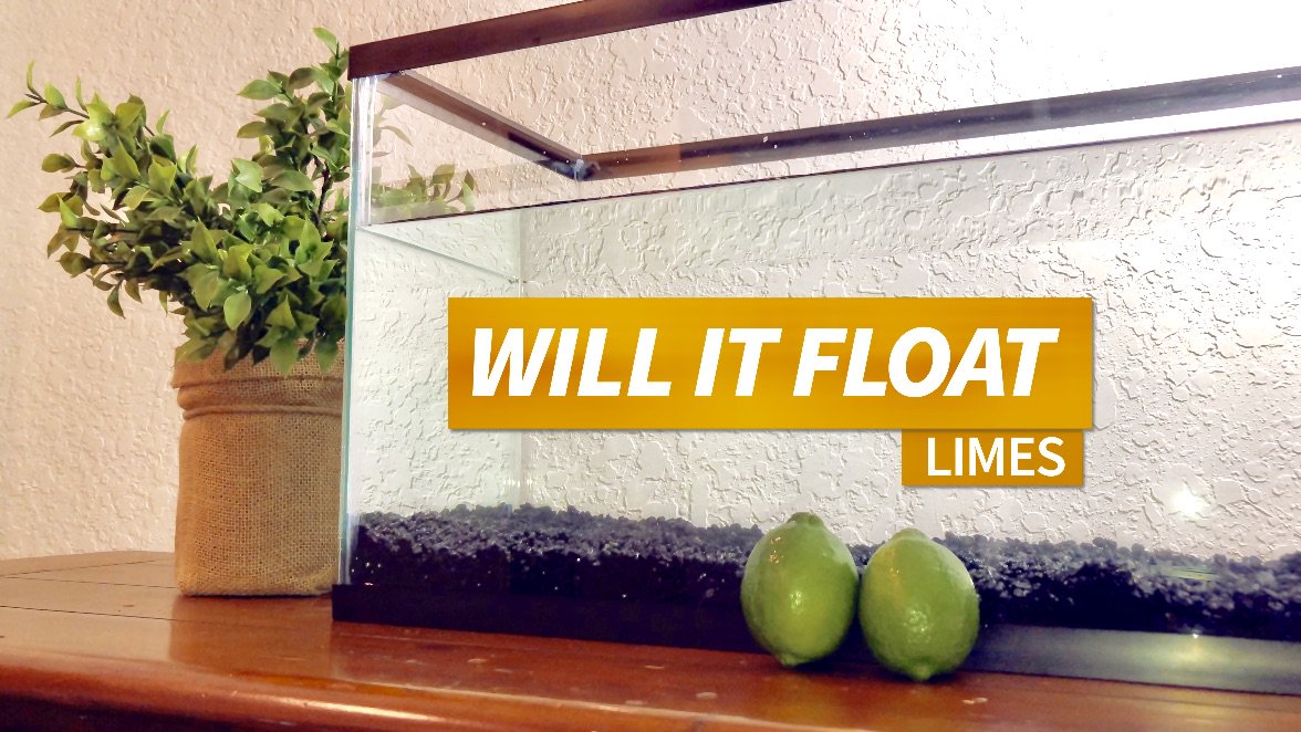 floattimeinc's tweet photo. We put Limes in a tank to see if they float! Find out if they did!? #Lime #limes #floattime #willitfloat #floatorsink 
https://t.co/iZEmK7keDP https://t.co/J4fvjqd1MT
