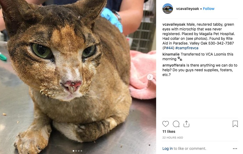 vca valley oak veterinary center