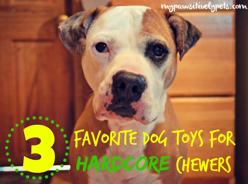 Looking for the perfect dog toy? Check out these 3 Favorite Dog Toys for Hardcore Chewers mypawsitivelypets.com/2014/05/3-favo…