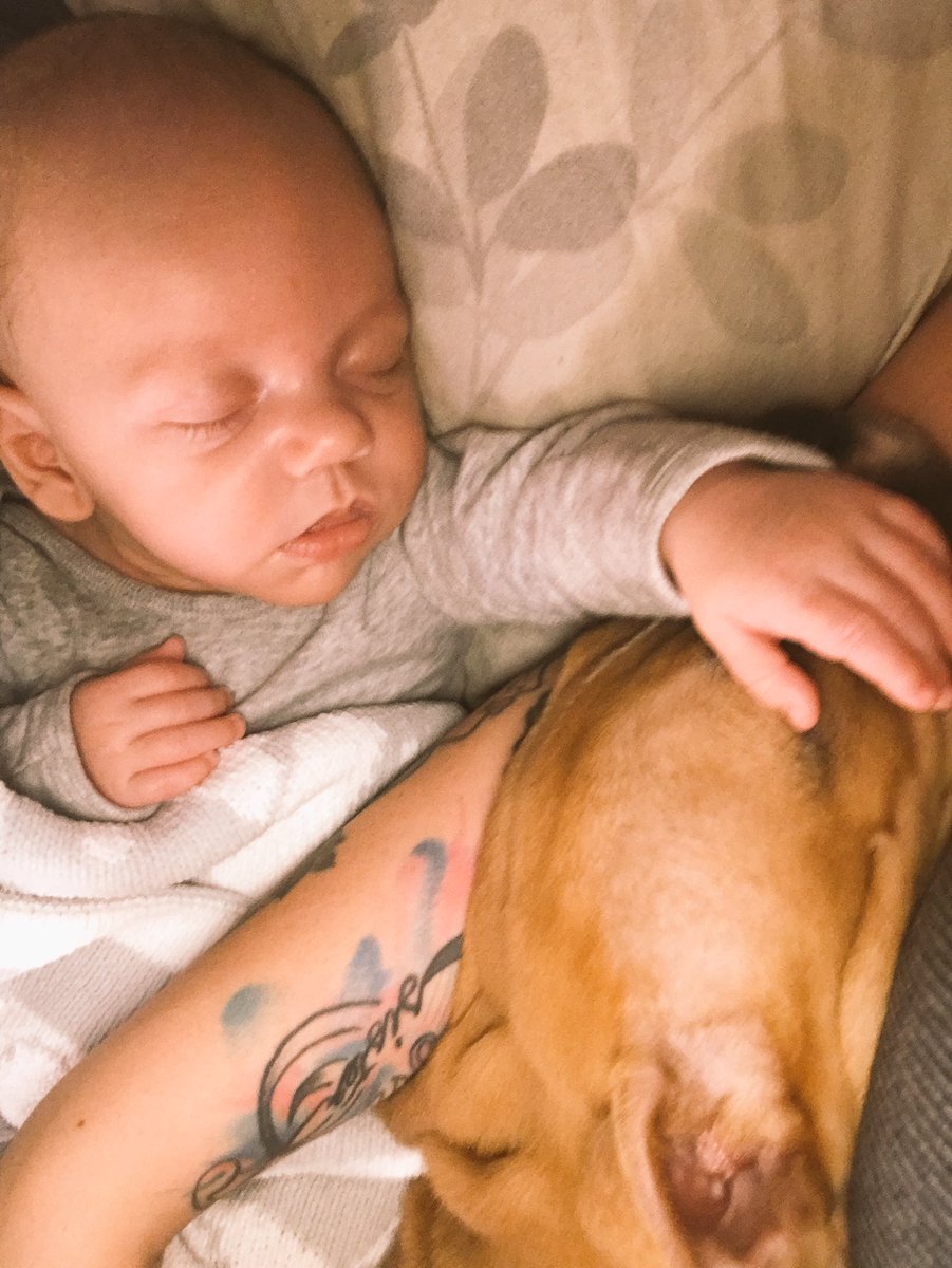 LaynaLouu95's tweet photo. Kyrie &amp; Basil 💞💫 https://t.co/9daxdAQrVa