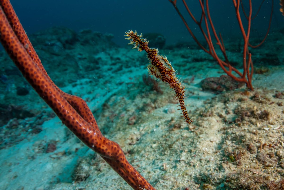 SimilanDiving's tweet photo. #OrnateGhostpipefish in #Thailand ๐น๐ญ
.
๐ณ๏ธ aboard #SimilanExplorer in Nov.2018 (SE03)
๐ธ by Krzysztof Bargiel
.
.
#SolenostomusParadoxus #ghostpipefish #SimilanDivingSafaris
#Similan #Similans #RichelieuRock #Surin #KhaoLak #AndamanSea
#diving #liveaboard #wildlife #marinelife https://t.co/2H6W58VG47