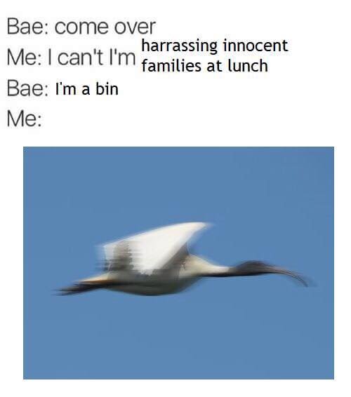 binchickenuout's tweet photo. I didn't make this but heck dang I love it #loveyourfellowibis #binchicken #pleaseloveme #amharmless #imonmyway -ποΈπ https://t.co/CYFzbtNEom