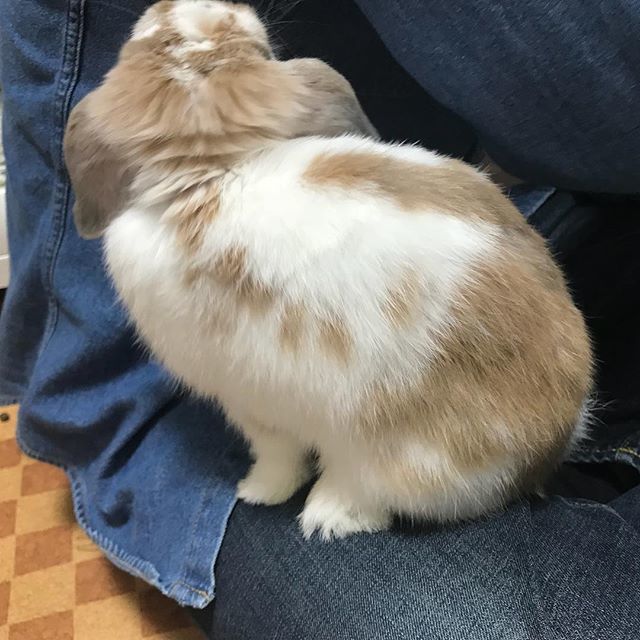 hn_h's tweet photo. hey, pat me!

#bunnies #rabbitsofinstagram #cuteanimals #petstagram https://t.co/6M0kJL5bz5