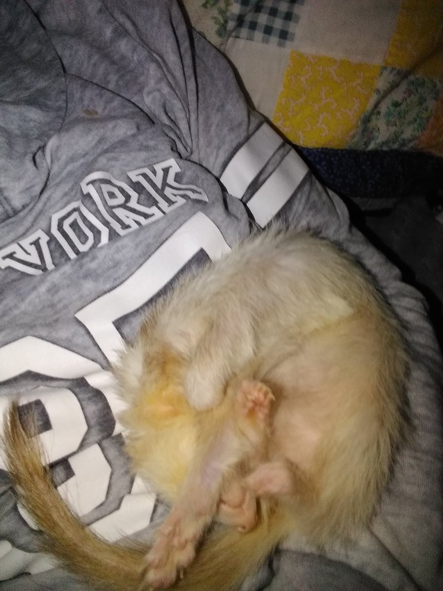 ferrethood's tweet photo. My 7 yr old princess Mazy! I love her so much!❤️❤️☺️ https://t.co/GhYaeDbb6f