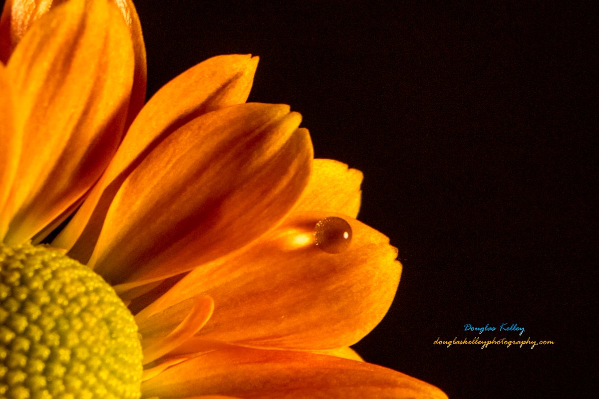 LISUNCHASER's tweet photo. Flower with a single drop #fireislandinletbridge #sunrise  #longislandfeatures #longislandproshots #longislandstrong #liweather #coverphotooftheday #lipulse @WeatherNation @Meteor_Mike @News12LI @CanonUSAimaging @SamanthaAugeri @longislandpatch @StormHour https://t.co/oIMEltpUCr