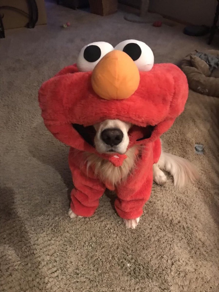 dog_rates's tweet image. This is Jackson. His Halloween costume got lost in the mail. Didn’t arrive until today. Rather pupset. 13/10 looks like we’re celebrating again