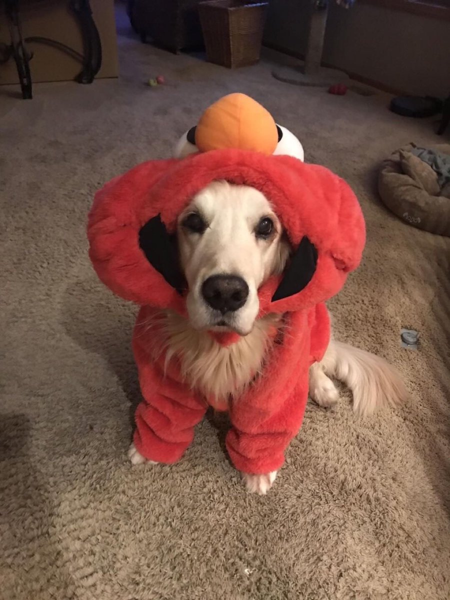 dog_rates's tweet image. This is Jackson. His Halloween costume got lost in the mail. Didn’t arrive until today. Rather pupset. 13/10 looks like we’re celebrating again