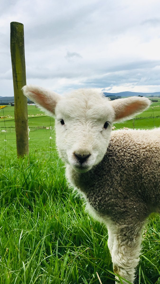 Southland_NZ's tweet photo. Can someone say Model Lamb? This little one knows how to pose alright! #mysouthland πΈ @AnkeRuwette
#lamb #southlandnz #sheep #newzealand #nzsheep #southernscenicroute #farmlife #lambing #farm https://t.co/Q8DLqRmIeo