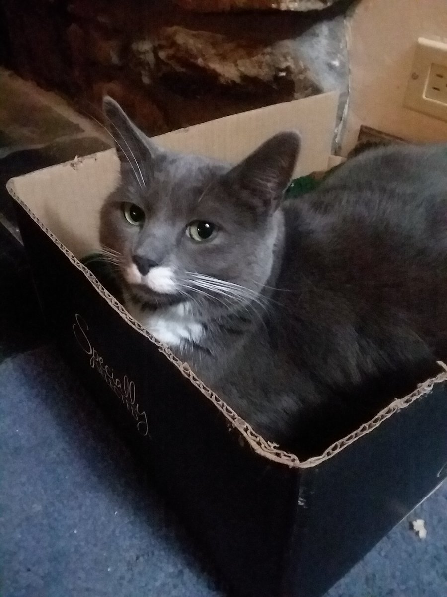 estaria's tweet photo. Napped all afternoon, got up for a snqck, and is ready to nap again 😺 #catlife https://t.co/XxP2buML0y