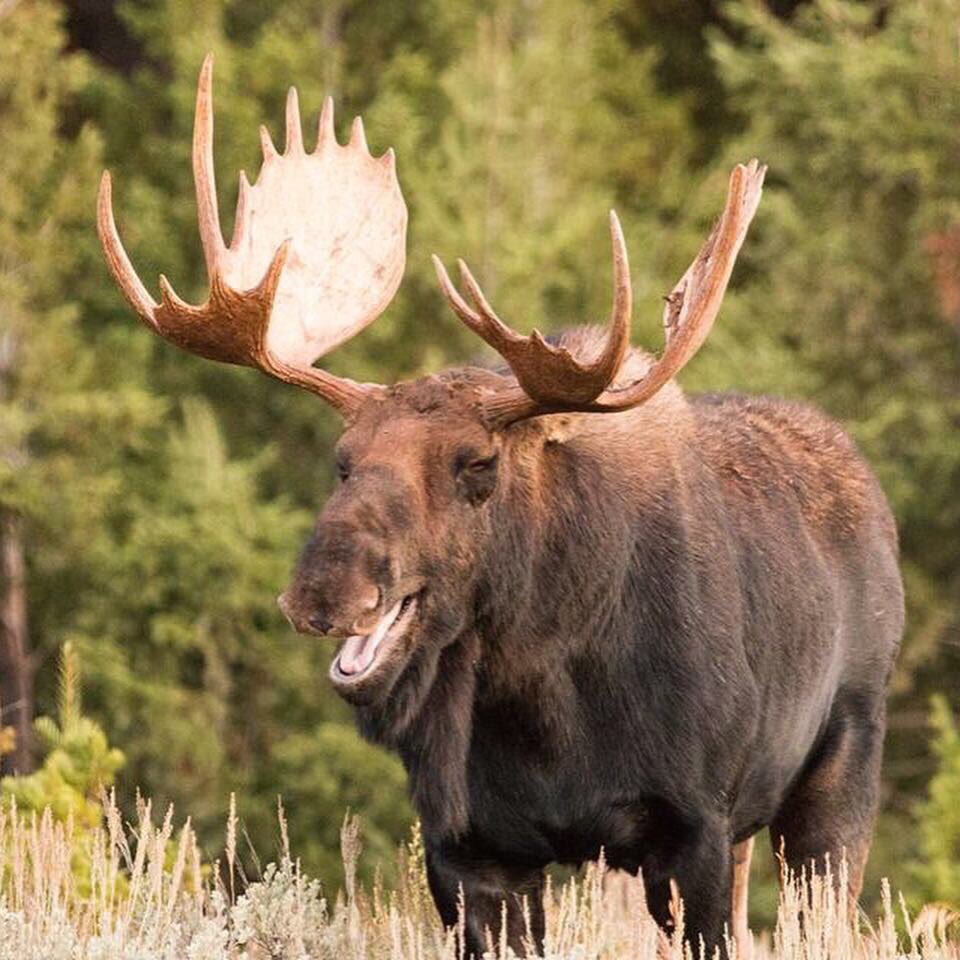What do you call a moose with no name? 
Anonymoose 😂😂