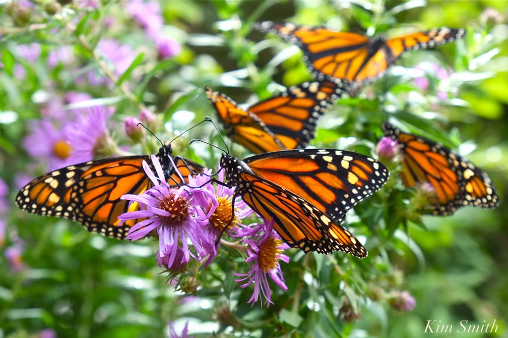 HFSciencePub's tweet photo. November Science Pub

Genetic and Behavioral Studies of Monarch Butterfly Migration
Dr. Marcus Kronforst
University of Chicago 

Tuesday November 27th, 8:00pm 
@RavisloeCC 
18231 Park Avenue, Homewood.  

https://t.co/8qvtxd6muF https://t.co/aE1G76B7ic