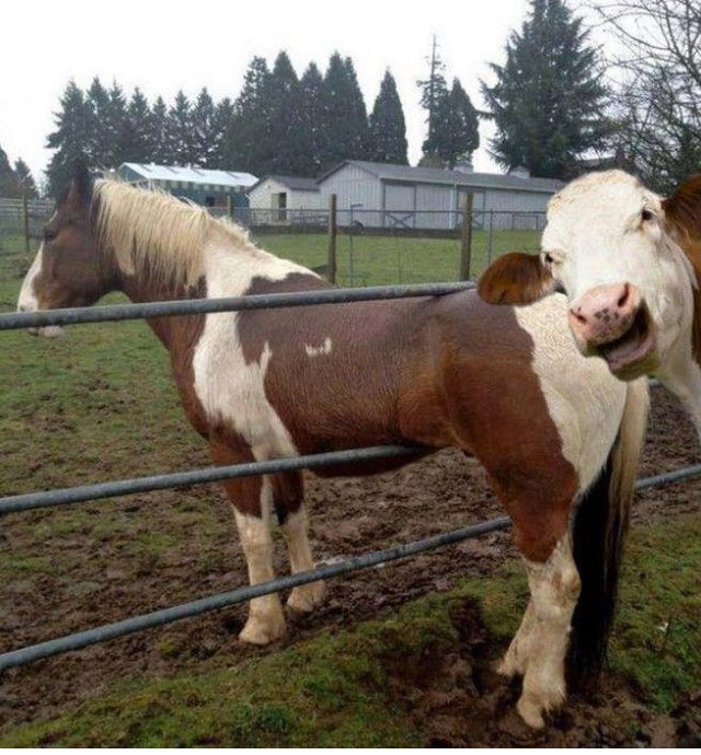SpryderTech's tweet image. On the fence about Fractional IT services?  Get a moooove on it! SpryderTech.com #DFW