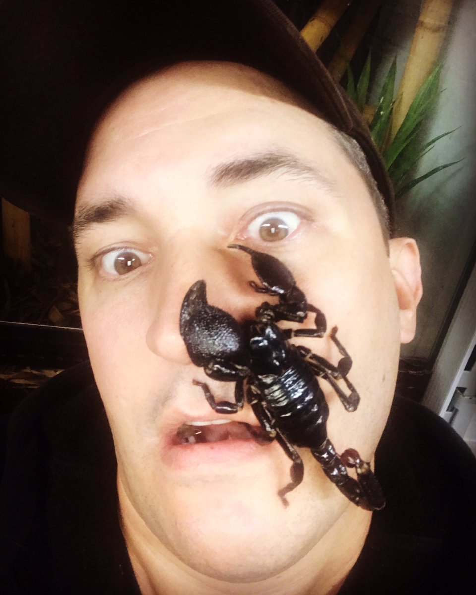 JeffAnimalGuy's tweet image. I think there’s a little something right on the side of my face do you see it ? #emperorscorpion #whatwhat #walkingthebleedingedge