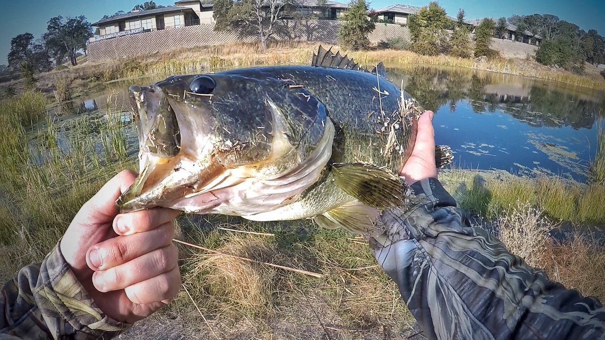 norcalrodnreel's tweet photo. Caught my new PB
See how I caught it, link in the bio :) #fishing #bassfishing #pbfish #pbbass #basspb https://t.co/a4cUXLrKpP