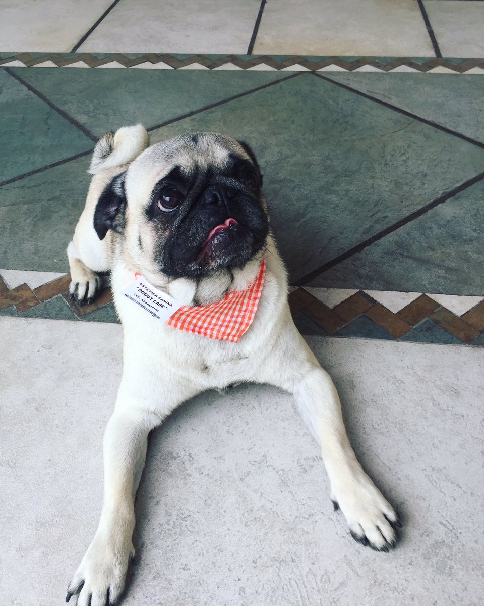 2901rose's tweet photo. #jakethepug โค๏ธ๐ #skinny #pugtopia #pugchat #pugsofinstagram #pet https://t.co/n8WFE3rI2B