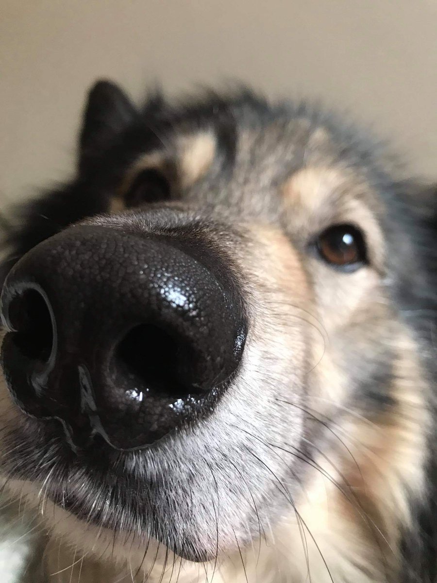 StevenDBoyle's tweet photo. Learning lines is much more fun while being dripped on #wouldnthaveitanyotherway #Wolfie #dogreader https://t.co/LPNd7MYZMC