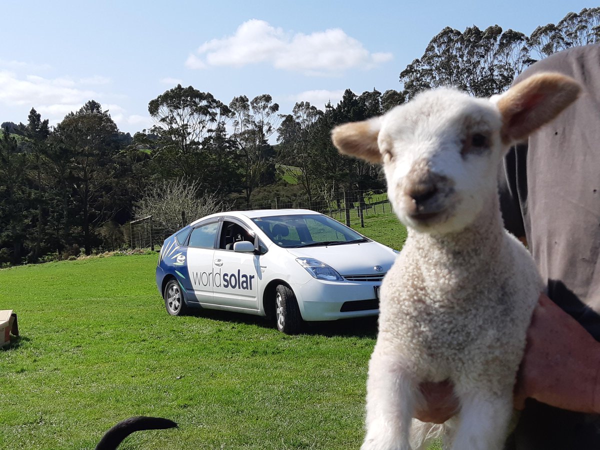 WorldSolarNZ's tweet photo. What a cutie #lambs #NewZealand #rurallife #northland https://t.co/0QWhosVdTN