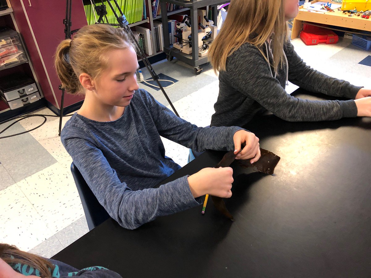 morgancuthbert's tweet photo. We were visited by Liz Johndrow from UNE heading up their kelp research. She helped us spore sugar kelp and then calculate the sporing density looking through microscopes. #handson #ConnectC2C @MAINETOY @YarmouthHMS @Milken https://t.co/G8iL2Lf1zT