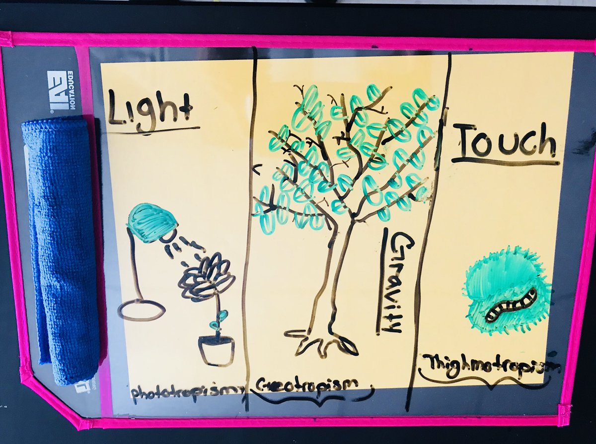 rcarrillo_vhes's tweet photo. Putting my new SmartPals to good use! Students draw three different types of Tropisms with details! Love their creativity! #TheDISTRICT #BAMS #ONERED #science #tropisms #smartpal https://t.co/nG1KhxY1eq