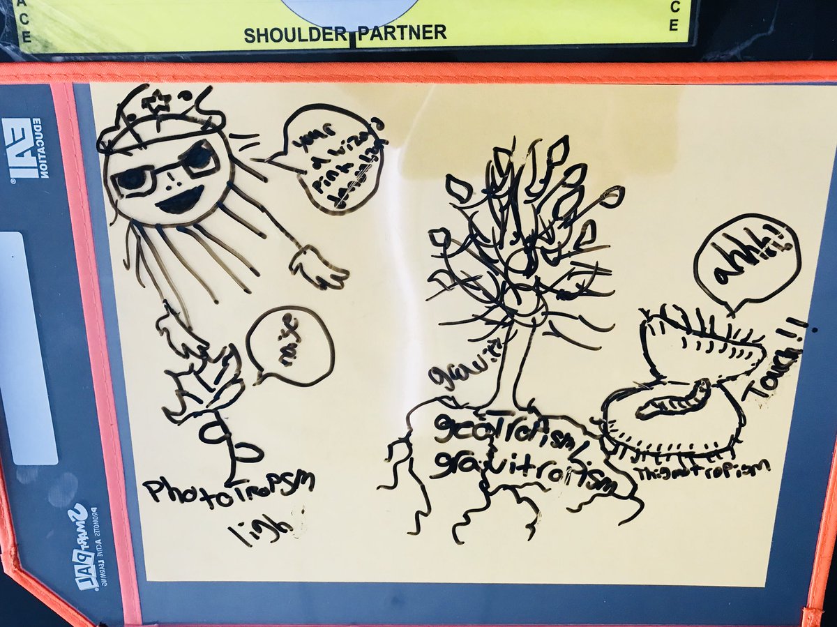 rcarrillo_vhes's tweet photo. Putting my new SmartPals to good use! Students draw three different types of Tropisms with details! Love their creativity! #TheDISTRICT #BAMS #ONERED #science #tropisms #smartpal https://t.co/nG1KhxY1eq