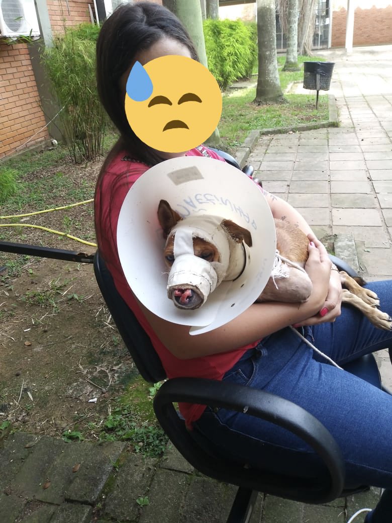 ribbeirobianca's tweet photo. oi gente, essa cachorrinha foi picada por uma cobra e já perdeu a patinha e tá perdendo o fucinho também. A dona dela não tem condições de dar um tratamento e tá vendendo rifa a 2 reais com 4 prêmios, quem puder ajudar nem que seja dando rt já ia ajudar bastante 💕😭 https://t.co/NAilOTqwdq