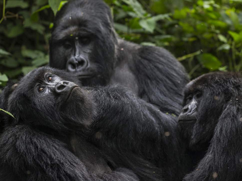 LangBanks's tweet photo. Positive news๐ But, we need a global #DealForNature to help restore even more... Fin whales and mountain gorillas back from the brink of extinction thanks to conservation efforts https://t.co/y5dJCSFqB6 By @josh_gabbatiss https://t.co/kNzsysNa3T