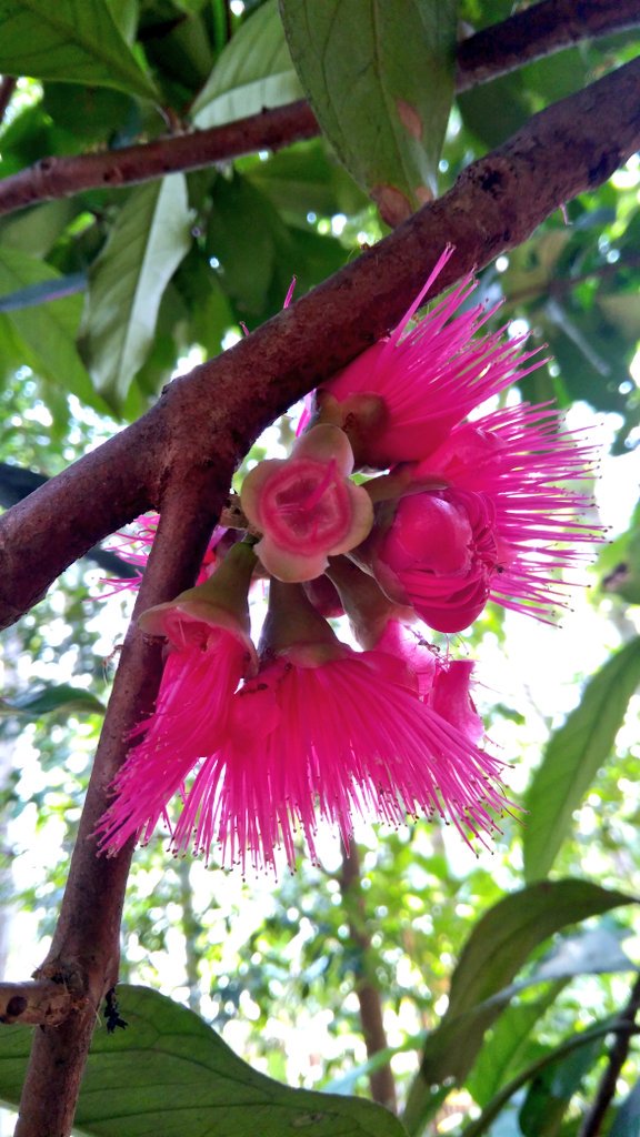 DivzArjun's tweet photo. Malay Apple Tree Flower at Home π
(Syzygium malaccenseΒ - Malay Apple)
#Beautiful #Flower #MalayApple https://t.co/TSCKgKXo6N