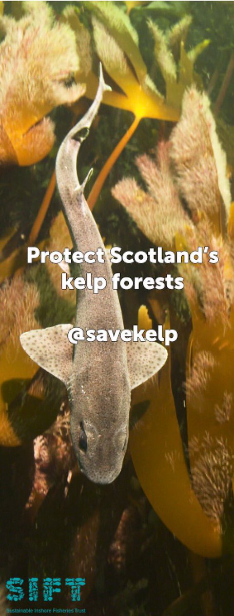Sustainable Inshore Fisheries Trust (SIFT) tweet media