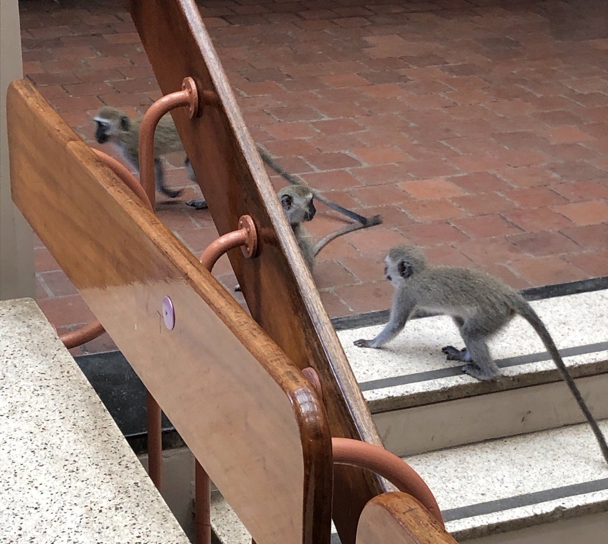DNAbiotec's tweet photo. Love working in Africa! You never know what wildlife will visit. This time: vervet monkeys - mischief on the move.  #Africa  #Happiness #Surprise #MonkeyMischief https://t.co/fo1FQK957c