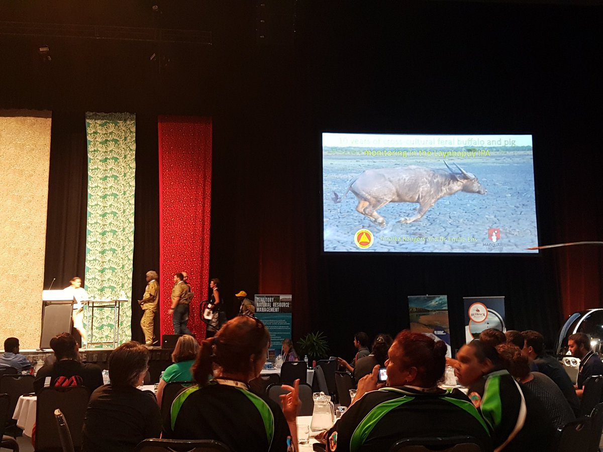 EmilieEns's tweet photo. I was honoured to present 10 years of cross-cultural collaborative feral buff and pig impact research with Yirralka Rangers at #tnrmconf18 Special shout out to Shane Wunungmurra for his first conference talk - too deadly you mob! I look forward to continuing our partnership 👍🏾 https://t.co/rSJaGyzhEs