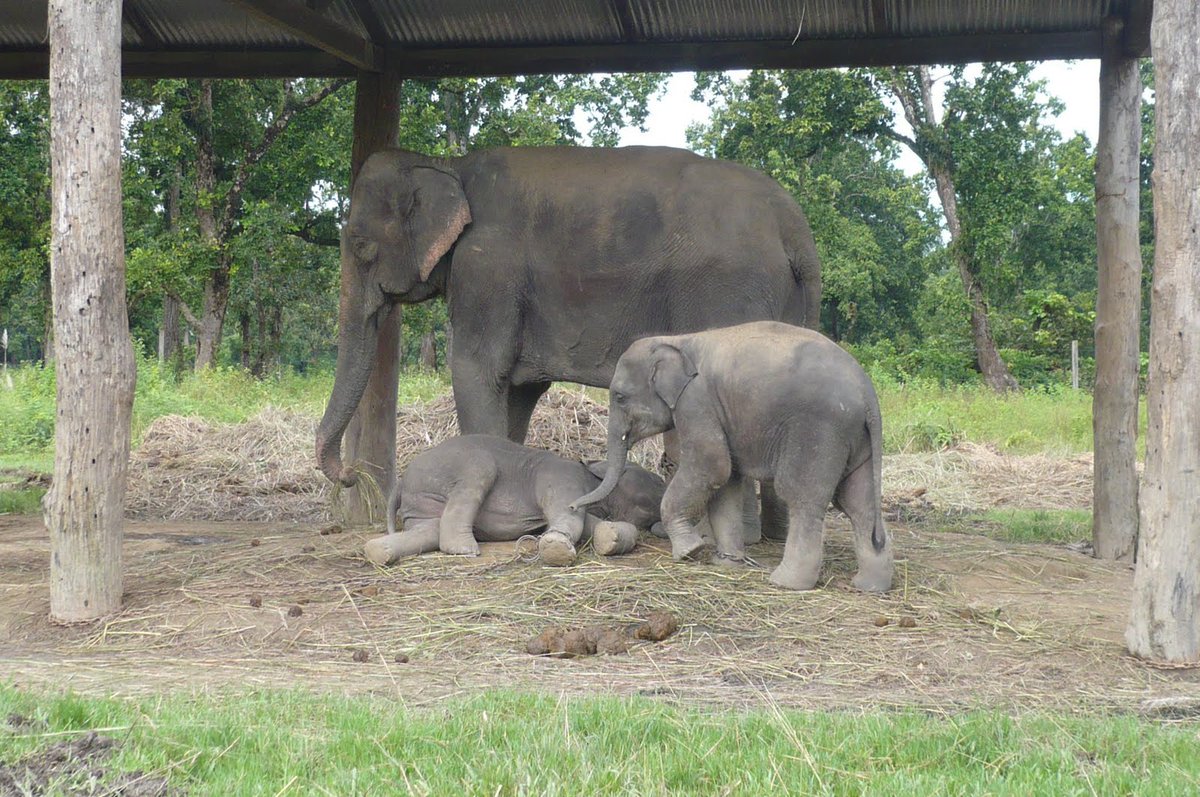 FastTourdep's tweet image. Elephant Breeding Centre, Chitwan National Park 
#tourpackages #FittNepal  #FTS