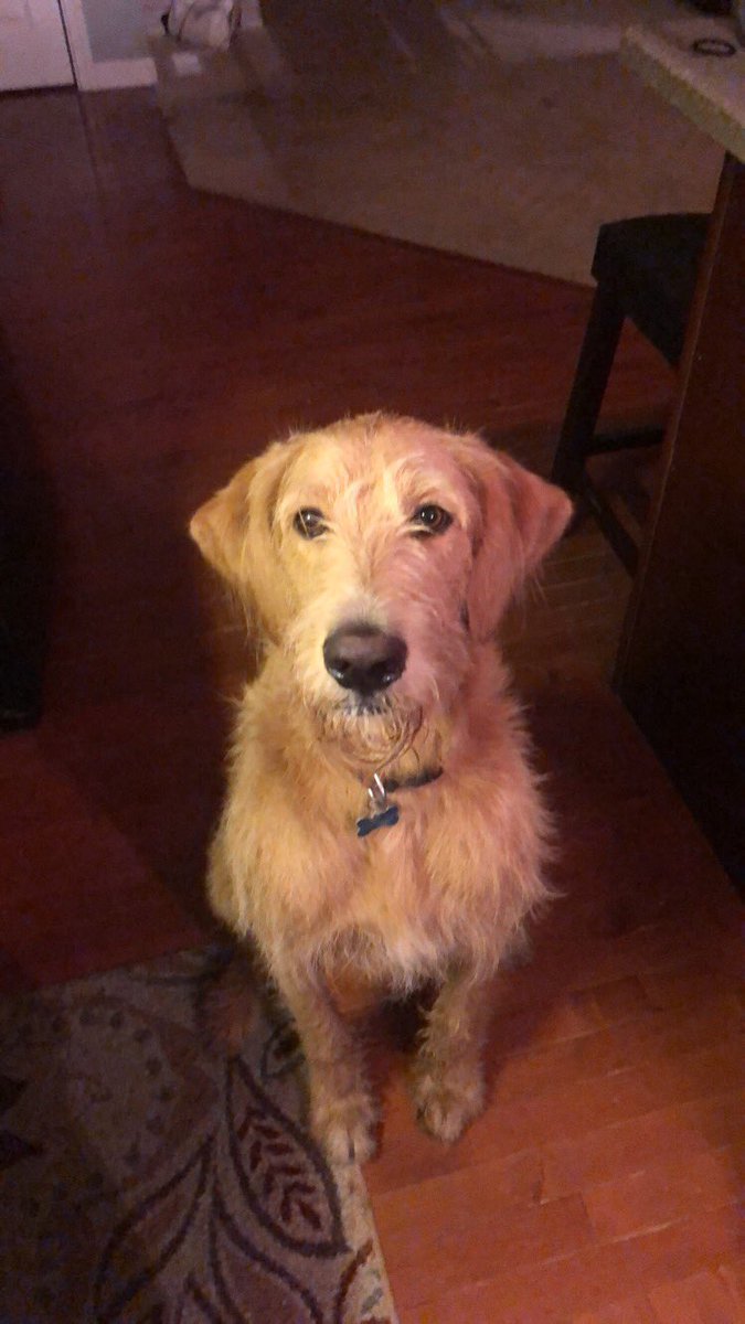 Watch_MeDogs's tweet photo. This pupper gives us a 12/10 thanks to a few extra doggie treats 🐕 🐶! Make sure you confirm a reservation for your next dog sitter this weekend!  #WatchMe #GoodBoy !! JH https://t.co/3UqSYjWPY5