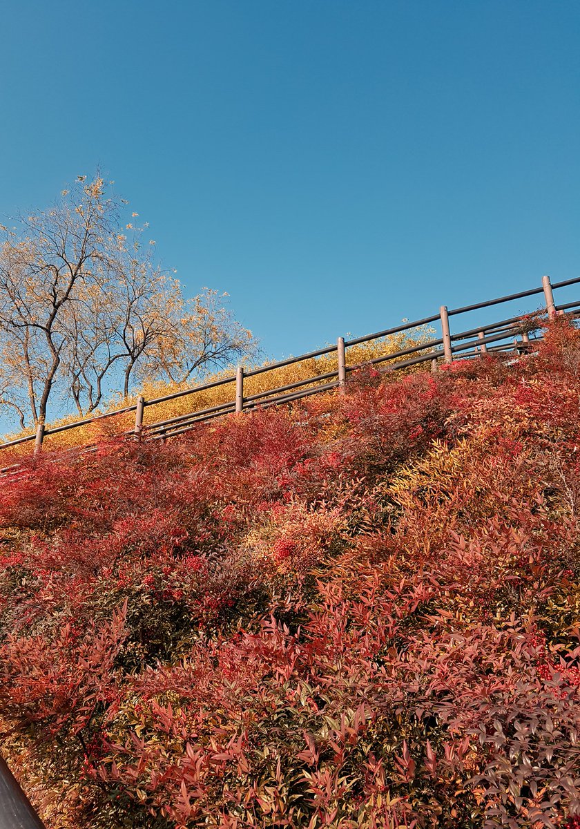 Keniji's tweet photo. Autumn in Haneul Park #SeoulO https://t.co/tBCVRxfkKX