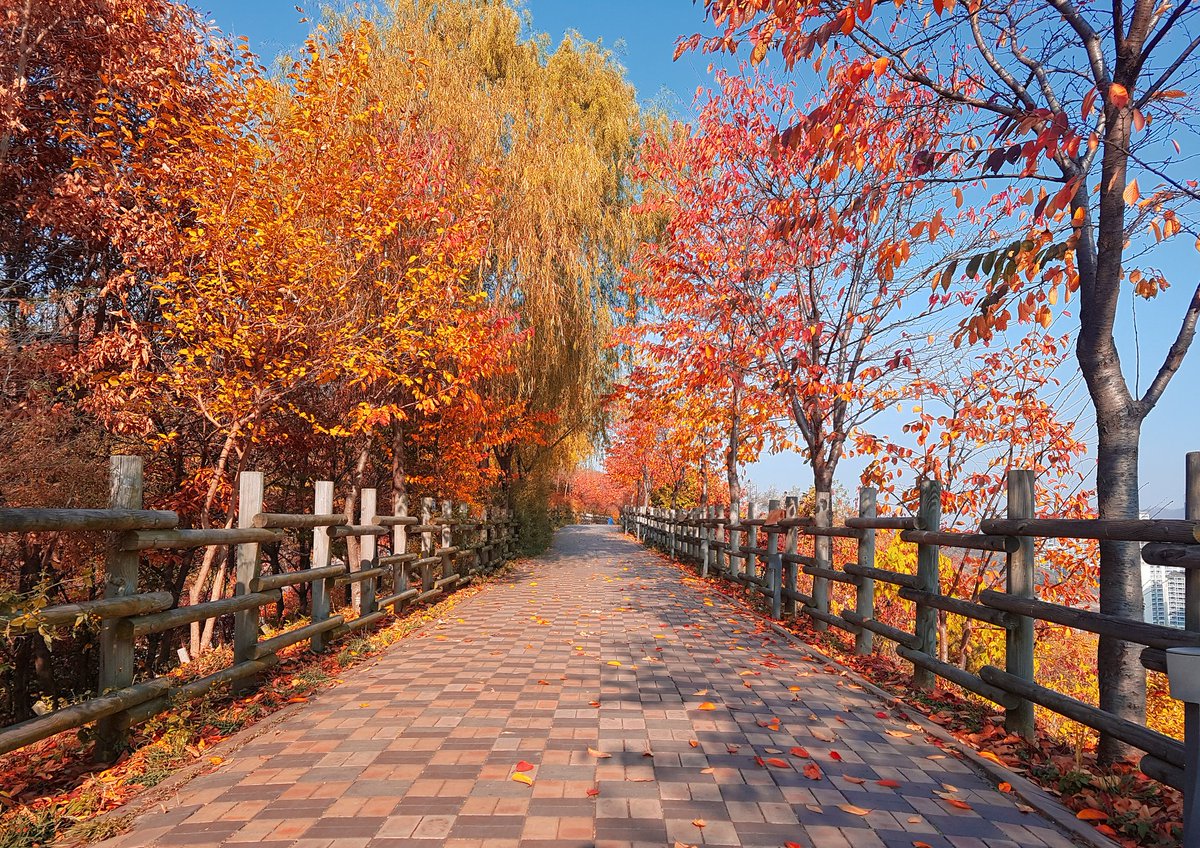 Keniji's tweet photo. Autumn in Haneul Park #SeoulO https://t.co/tBCVRxfkKX