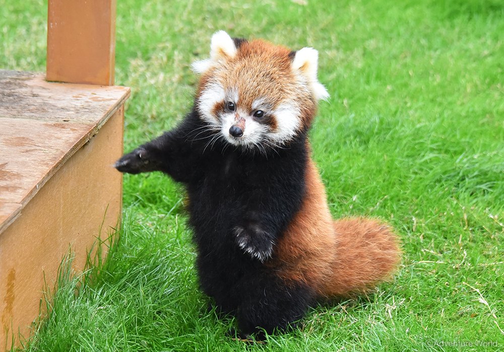 O Xrhsths アドベンチャーワールド 公式 Sto Twitter 11月22日 木 よりレッサーパンダの赤ちゃん 8月5日生まれ オス の公開を開始いたします 運動場エリアへデビューし 親子で仲良く過ごす姿をご覧いただけます ファミリー広場 10 00 10 30 詳しくは