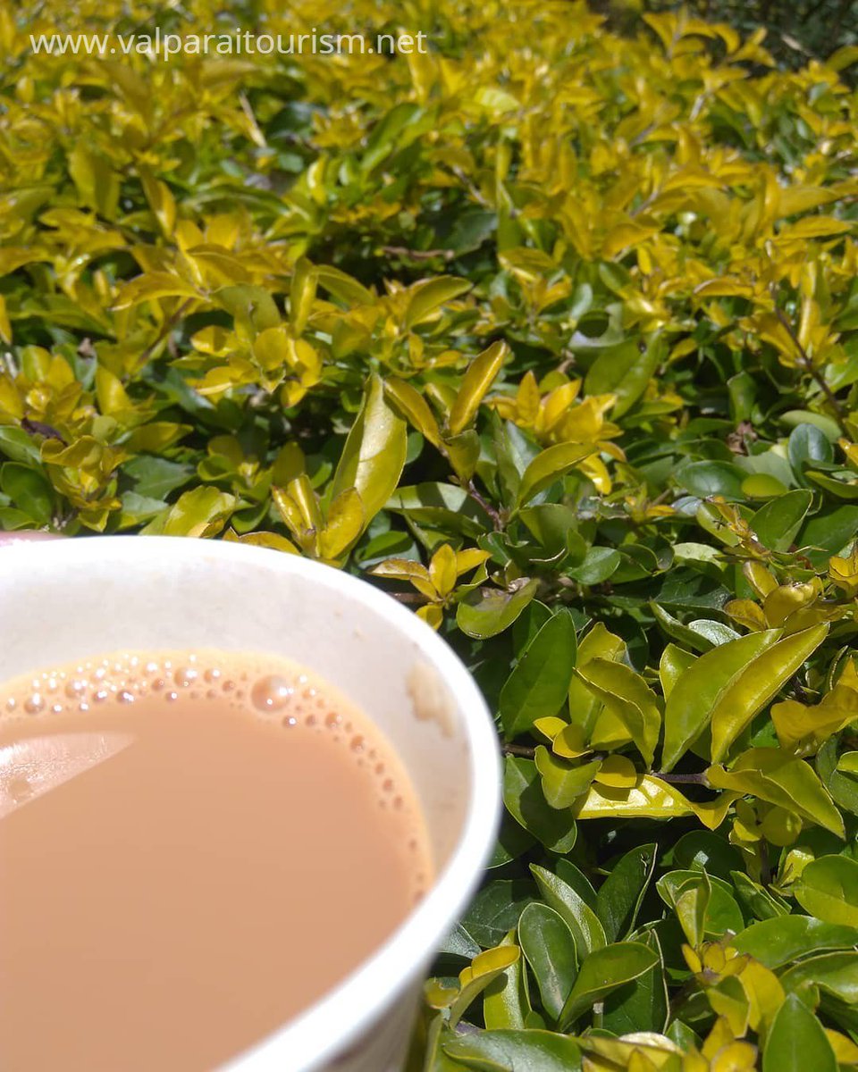 TourismValparai's tweet photo. Repost @mystical_soul_diaries said "One for the chai lovers out there - Valparai has got best chai even the 5th quality of chai is out standing"

#Retweet. Let your friends know about Valparai
#TourismValparai #WesternGhats #tamilnadu #incredibleindia #tamilnadutourism #tourismtn https://t.co/bGOqeik1zH