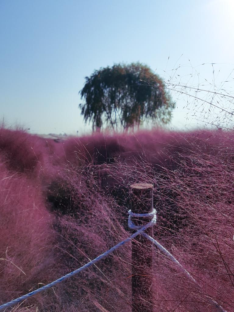 Keniji's tweet photo. Autumn in Pink - Pink Muhly Fields, Haneul Park #SeoulO https://t.co/Mbyvw7dwr5