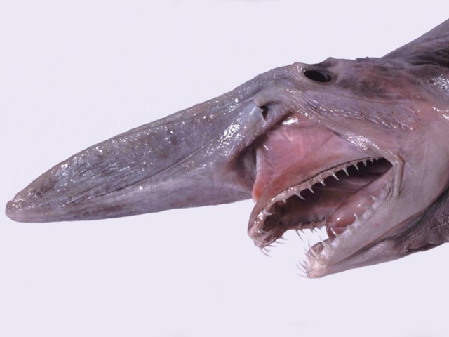 BiIndia's tweet photo. #GoblinSharks are "living fossils" that look straight out of a nightmare. 

Goblin sharks are notable for their distinctive elongated jaws, which are filled with nail-like teeth. They are able to detect the electrical currents emitted by other animals. https://t.co/cGRwcLC6Bw