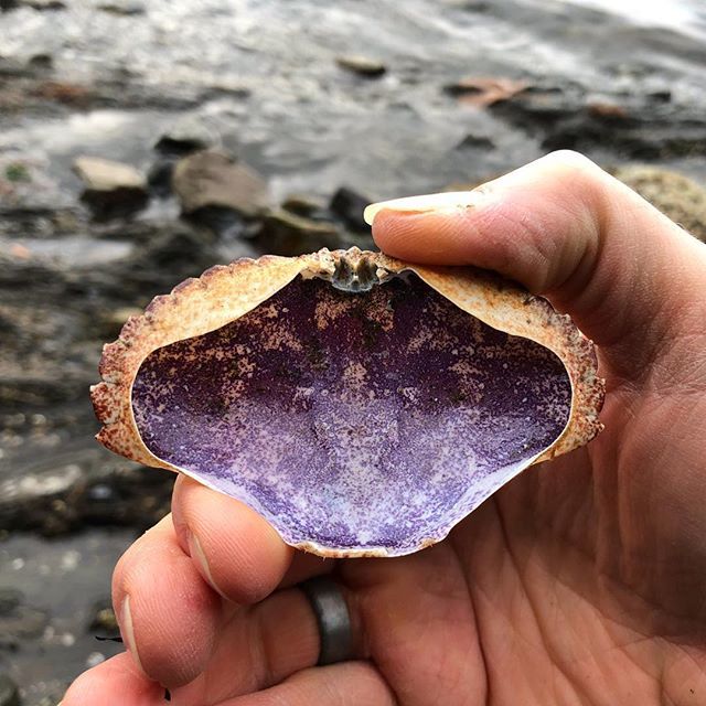saltspringdog's tweet image. Purple
.
.
.
#crabshell #shell #saltspring #saltspringisland #boothbay #explorebc #beach #crab ift.tt/2FoW7To