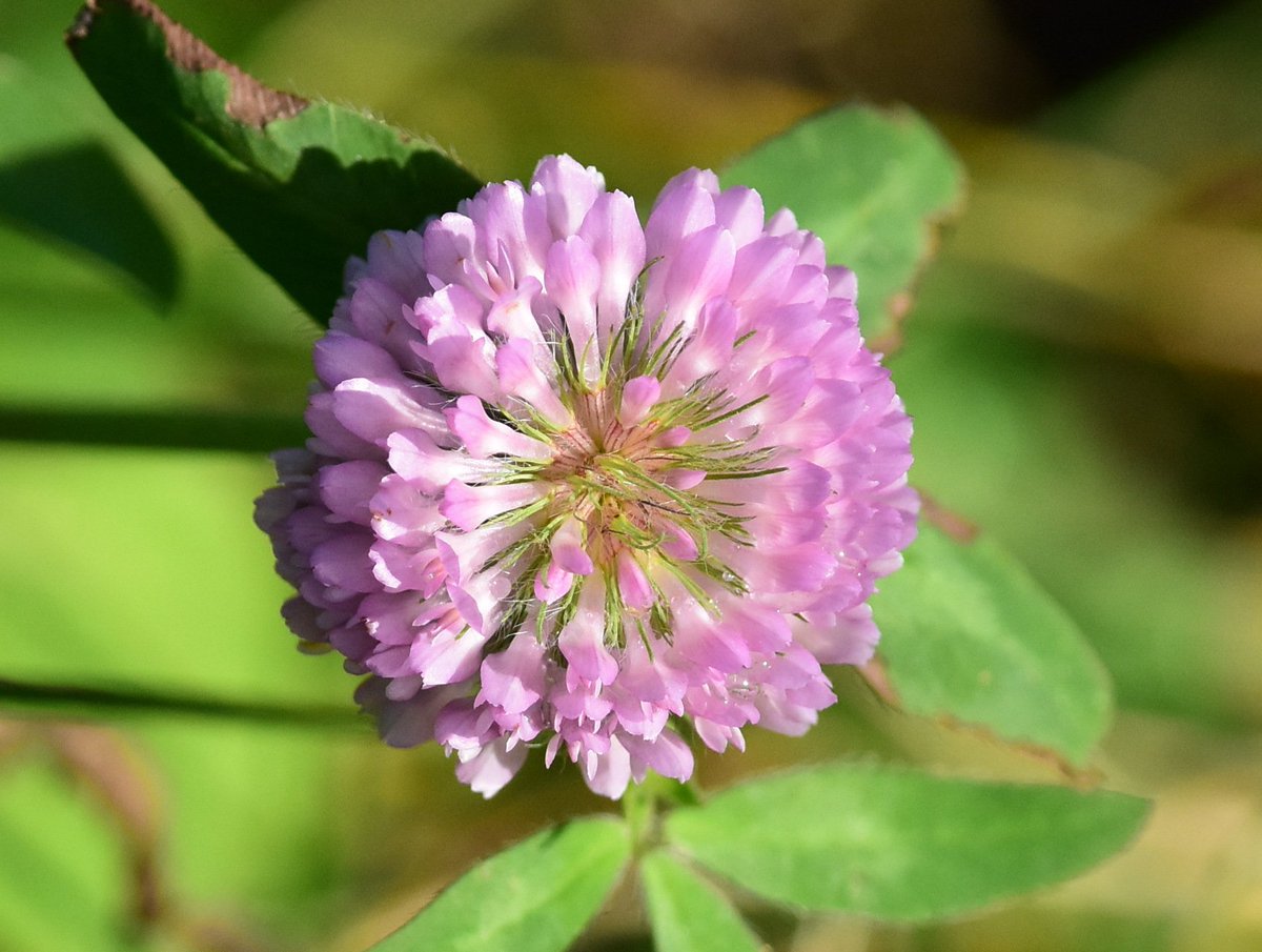 JanAlsvik's tweet photo. Rødkløver, Trifolium pratense, i november. https://t.co/AL7Z0HYb1Q