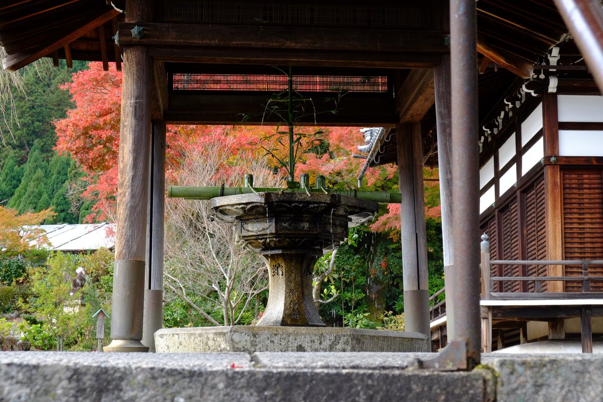 Sharing Kyoto Yoshimine Dera In West Kyoto Pretty Much Peak Autumn Leaves Colors There Right Now So Pretty And Entrance Is Only 500 Yen This Weekend Will Probably Be The Best
