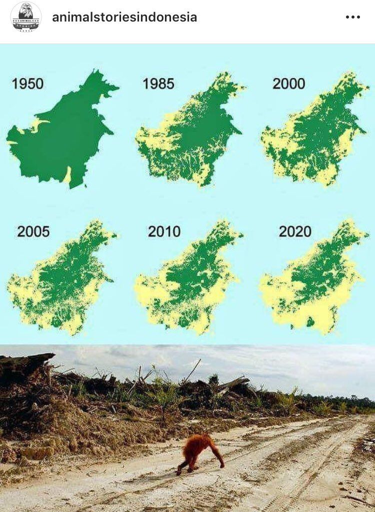 Hutan dibabat abis hanya karena keserakahan manusia. Hukum alamnya berdampak ke energi manusia.
-
Bukan kebetulan, bahasa Inggrisnya hutan itu forest ... for rest. Iya, sekarang ini kian banyak orang yang kurang istirahat, kelelahan, mudah marah, karena luas forest kian berkurang
